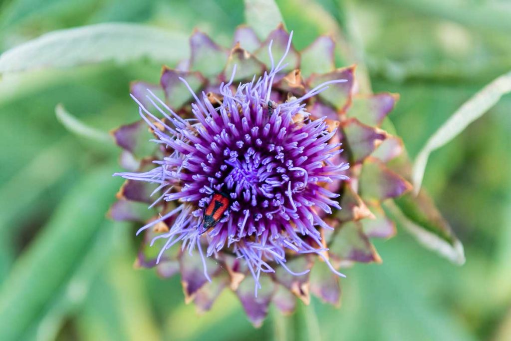 Gîte Le Pré du Roy - 81500 Giroussens - Le parc et les lacs