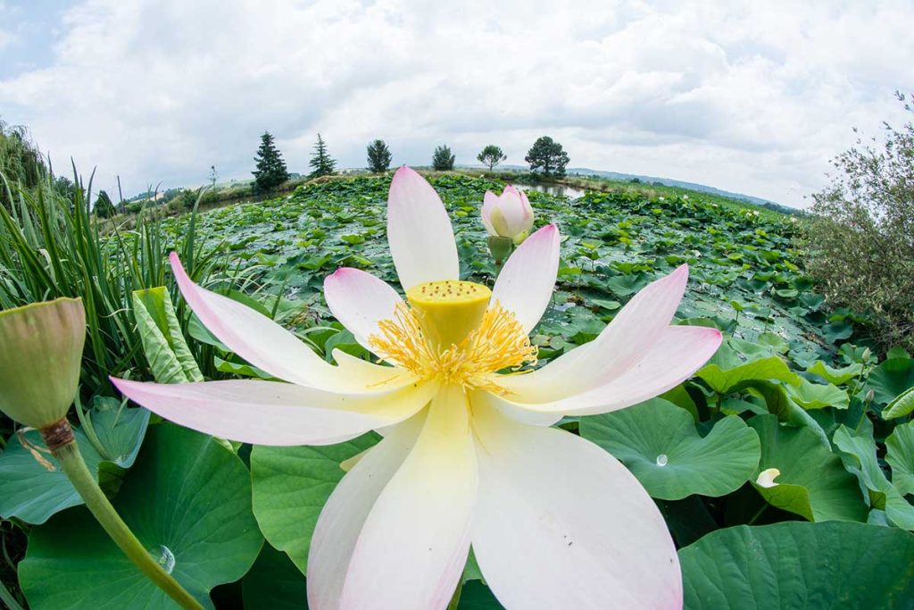 Gîte Le Pré du Roy - 81500 Giroussens - Le parc et les lacs
