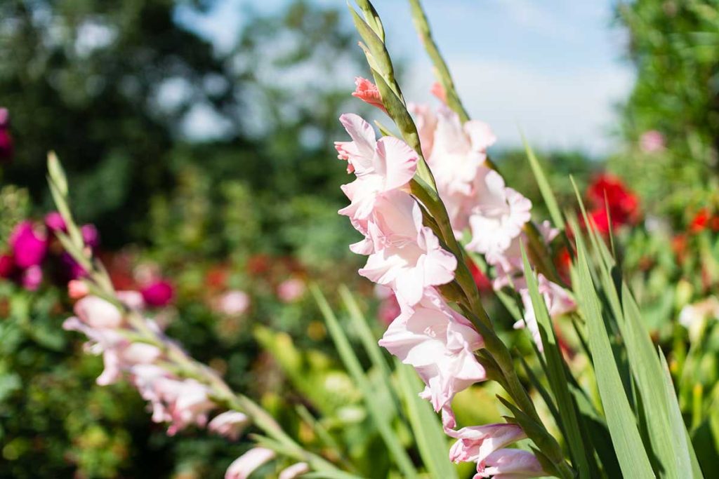 Gîte Le Pré du Roy - 81500 Giroussens - Le parc et les lacs