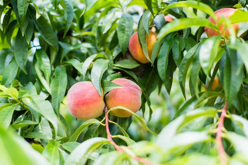 Gîte Le Pré du Roy - 81500 Giroussens - Le parc et les lacs